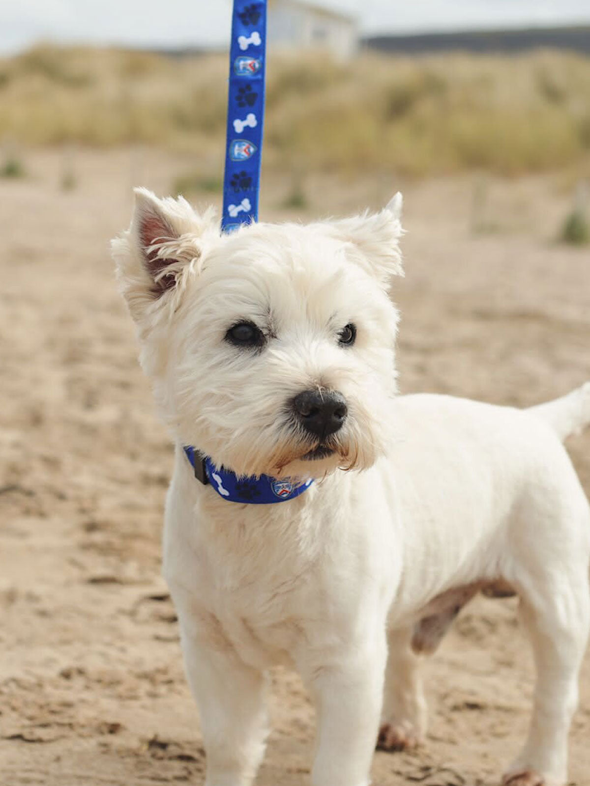 Coleraine FC Dog Lead And Collar Set